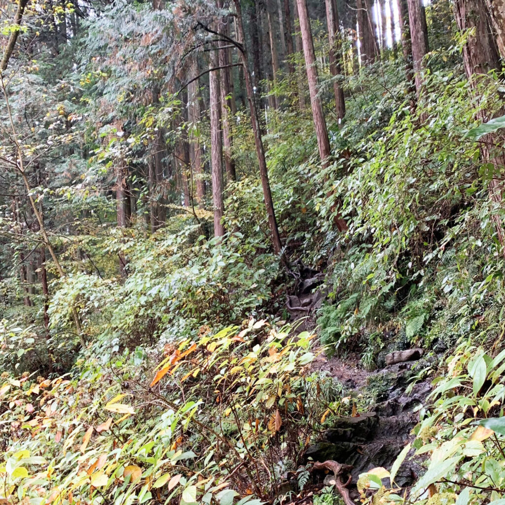 Mountain Trail, Ohtama Walking Trail, Okutama, Tokyo Walking Guide