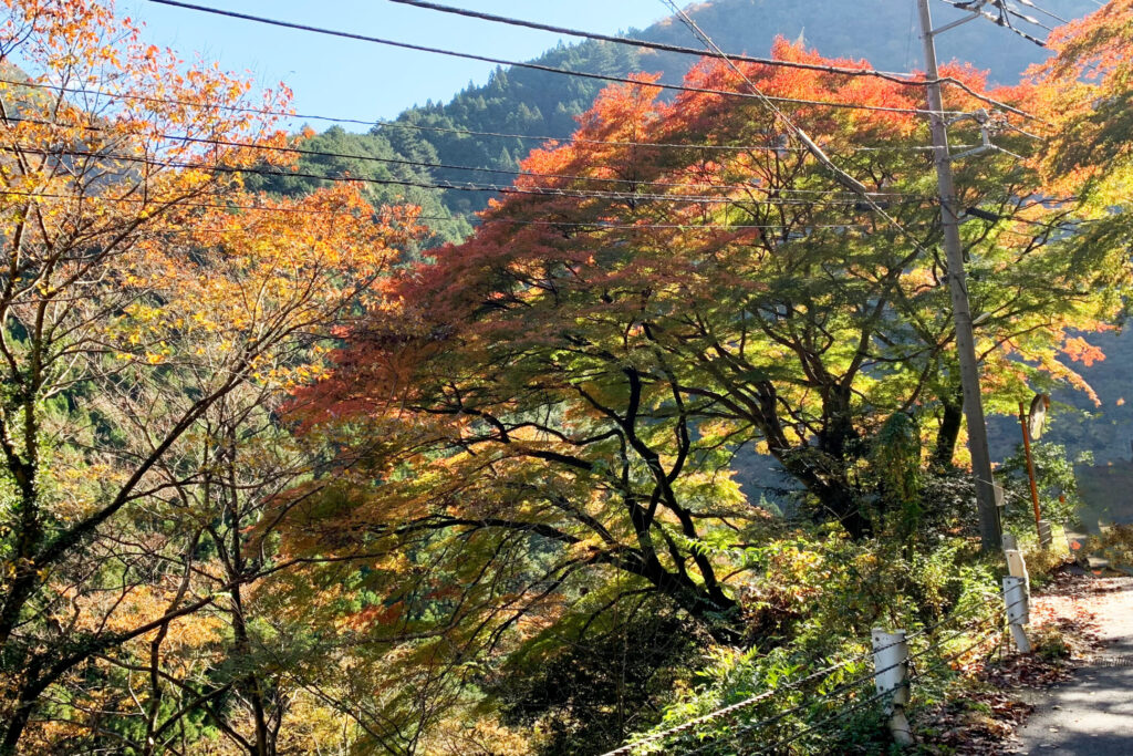 Giant Iroha Maple, Okutama Old Road, Okutama, Tokyo Walking Guide